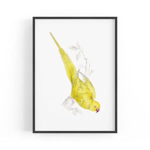 Yellow Roseringed Parakeet Exotic Bird Wall Art - The Affordable Art Company