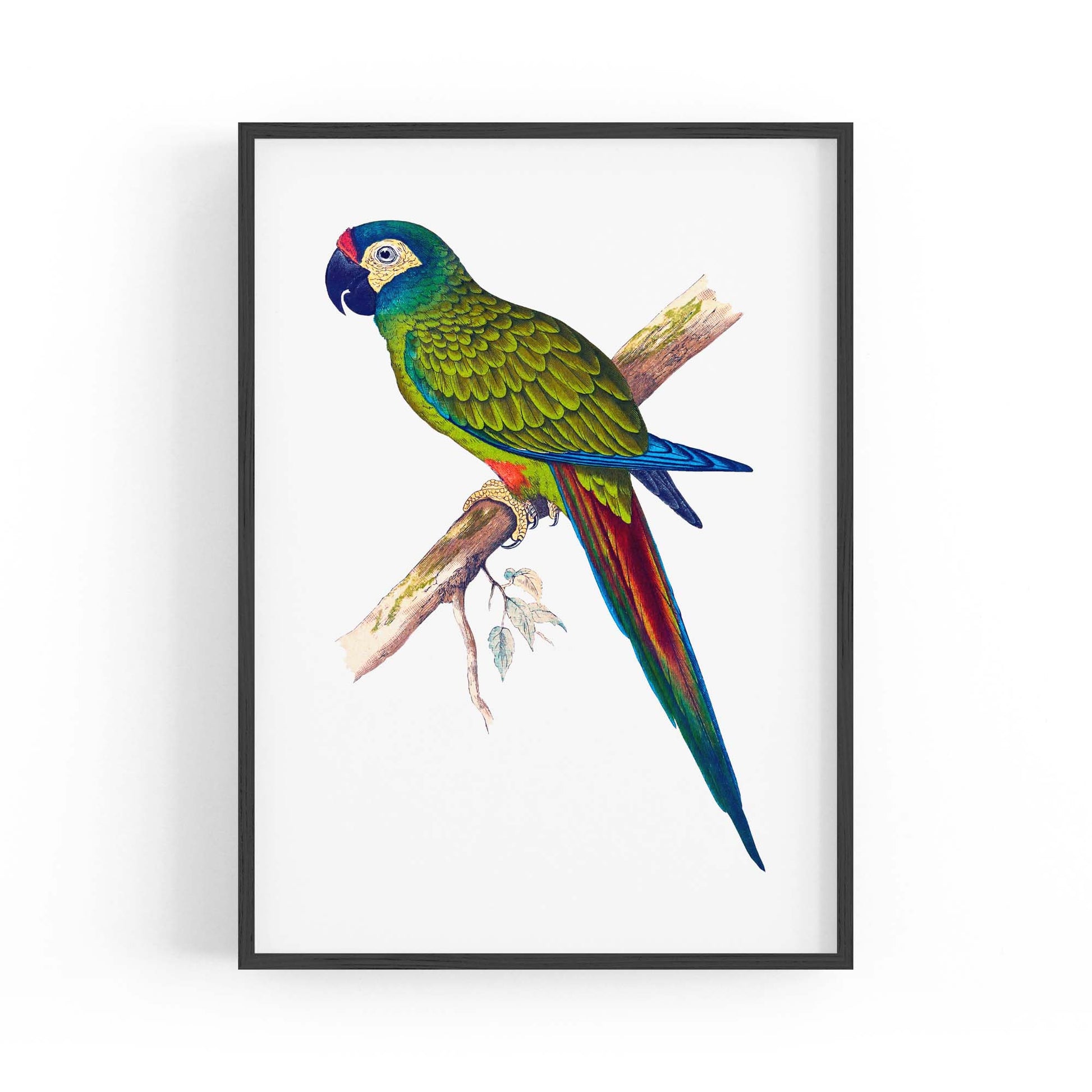 Blue-Winged Macaw Exotic Bird Drawing Wall Art - The Affordable Art Company