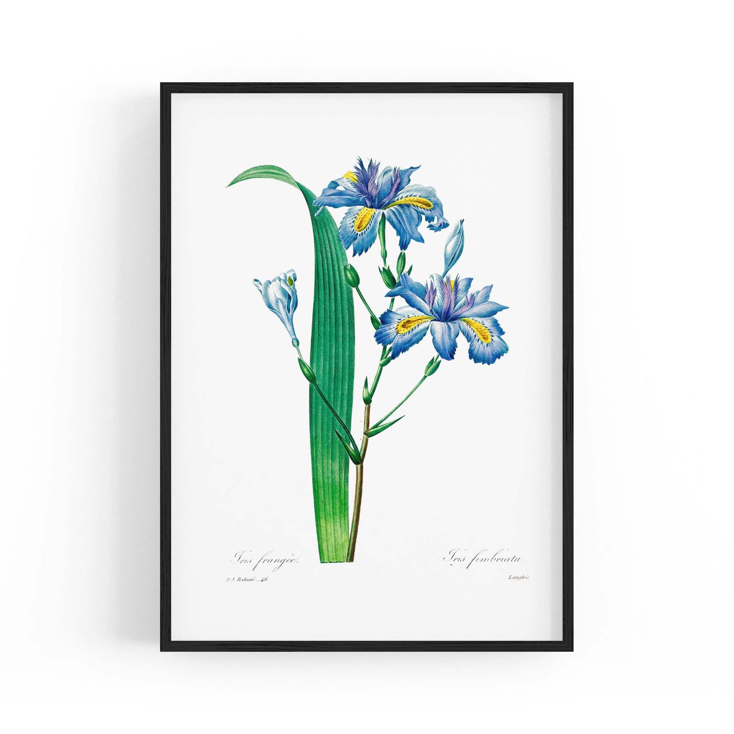 Vintage Blue Flowers Botanical Drawing Wall Art - The Affordable Art Company