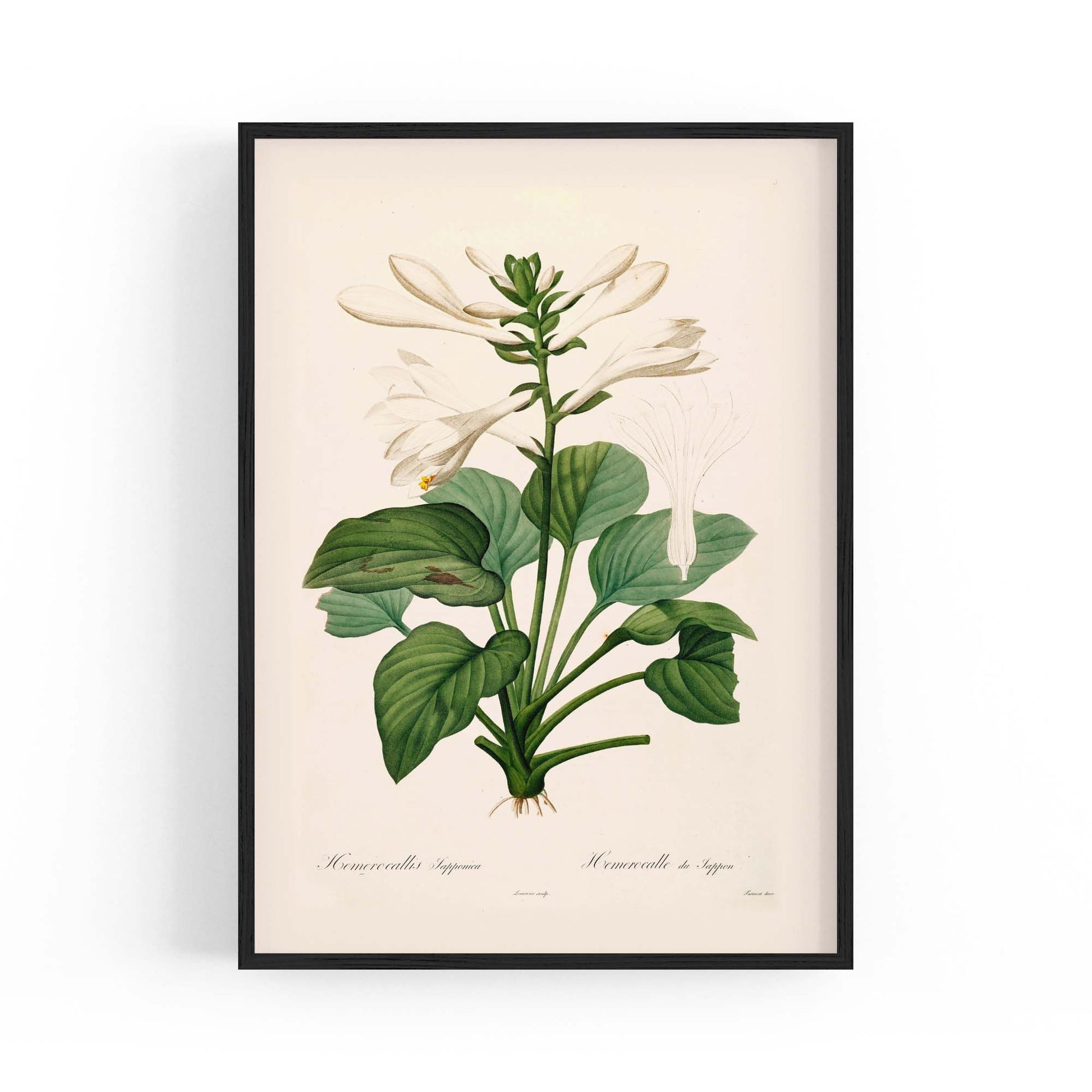 White Flower Vintage Botanical Kitchen Wall Art #2 - The Affordable Art Company