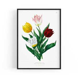 Tulip Botanical Vintage Kitchen Wall Art - The Affordable Art Company