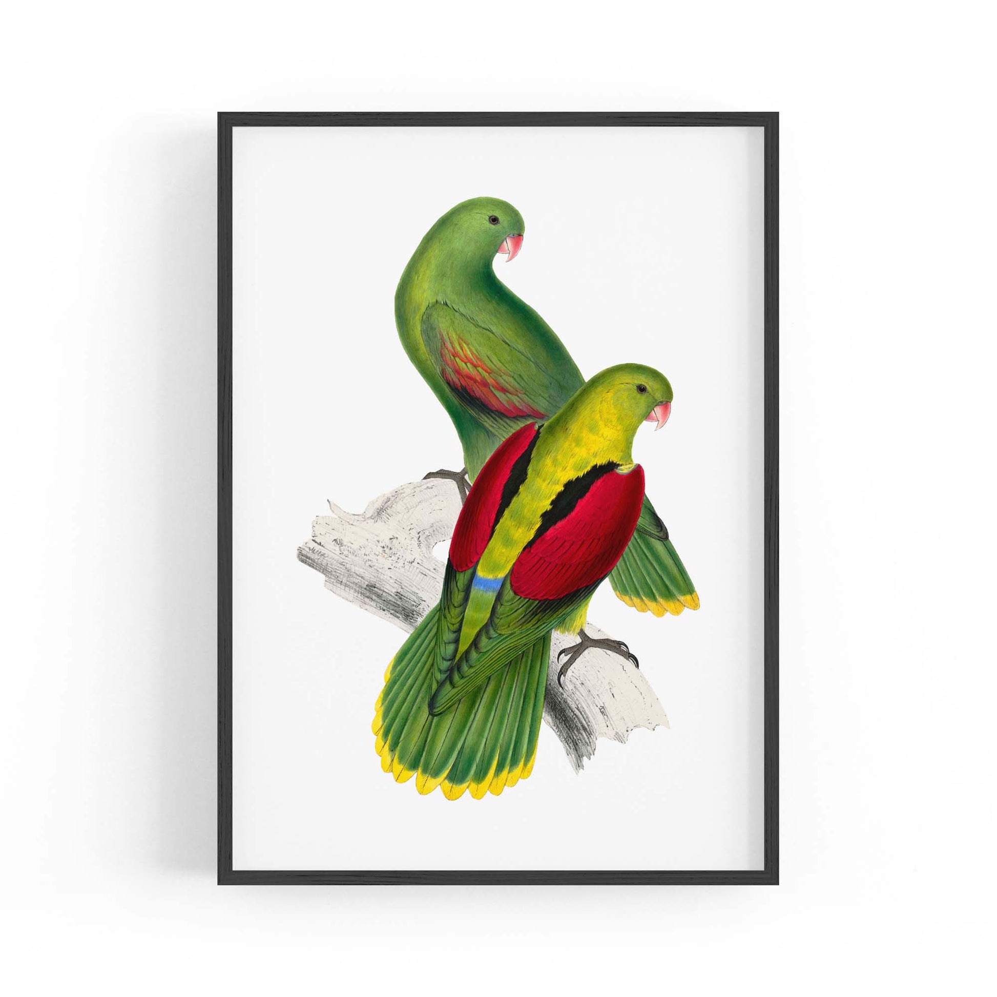 Crimson Winged Parakeet Exotic Bird Wall Art - The Affordable Art Company