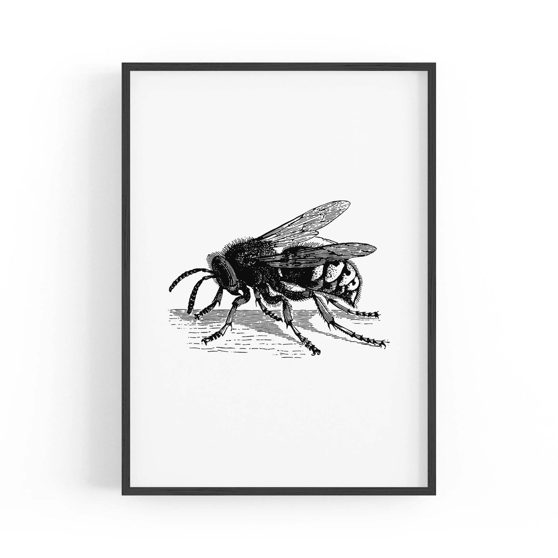 Hornet Drawing Insect Wall Art - The Affordable Art Company