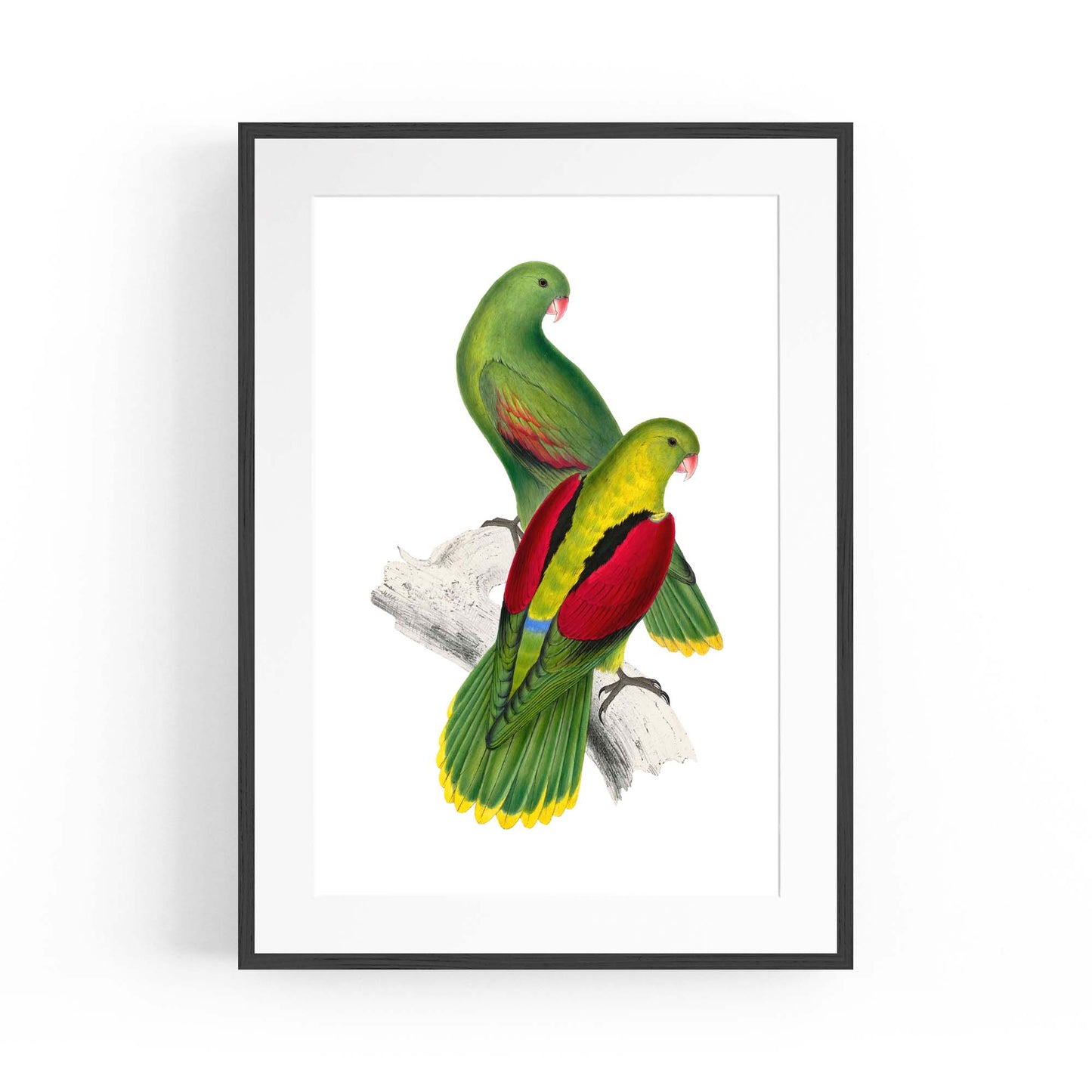 Crimson Winged Parakeet Exotic Bird Wall Art - The Affordable Art Company
