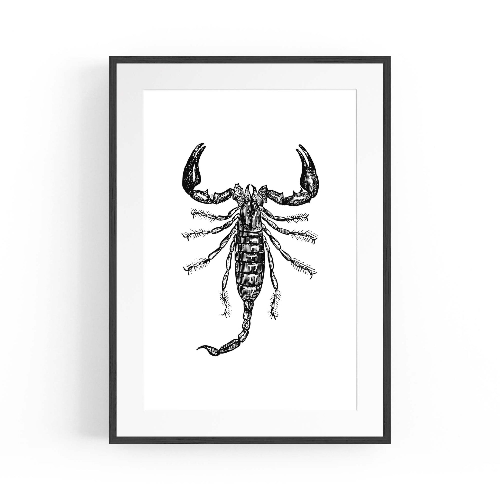 Scorpion Drawing Insect Man Cave Wall Art - The Affordable Art Company