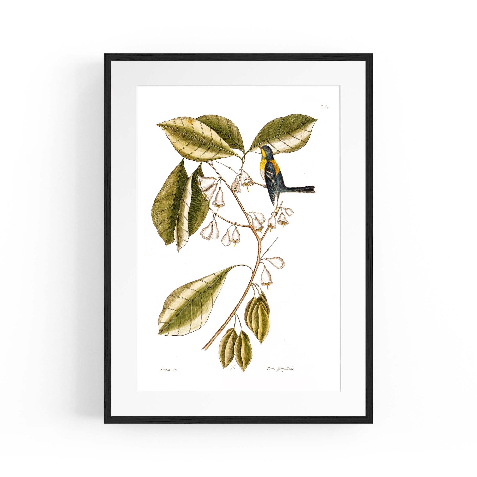 White Flower Vintage Botanical Kitchen Wall Art #1 - The Affordable Art Company