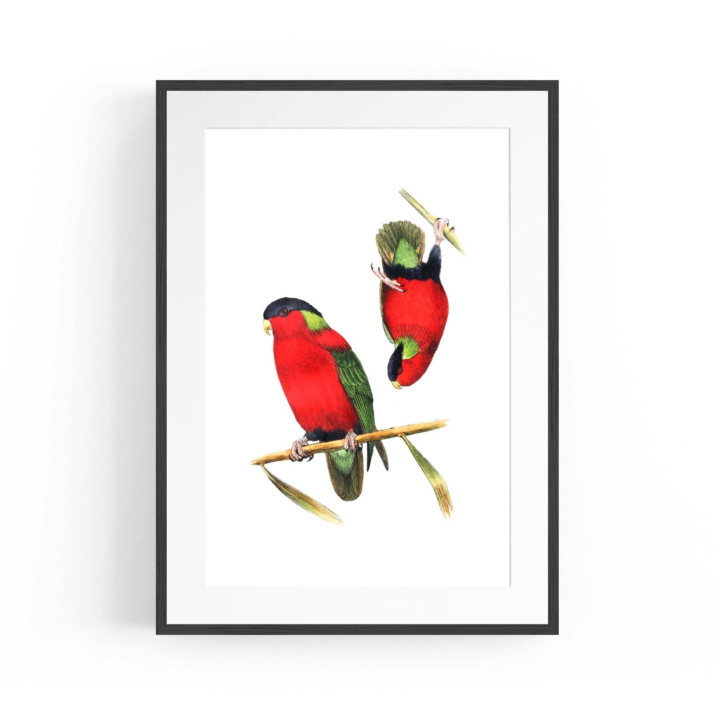 Collared Lories Bird Exotic Drawing Wall Art - The Affordable Art Company