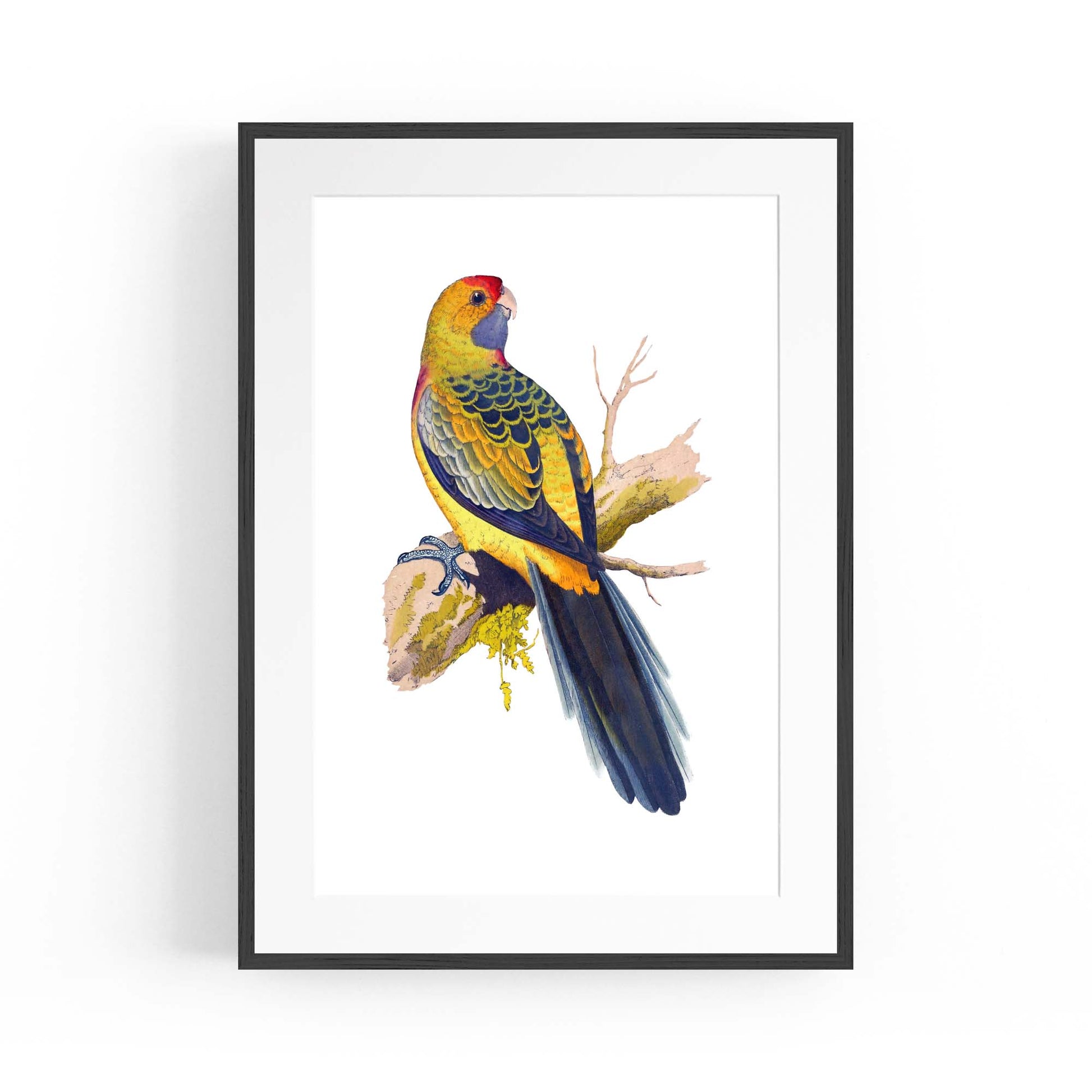 Yellow Rumped Parakeet Exotic Bird Wall Art - The Affordable Art Company
