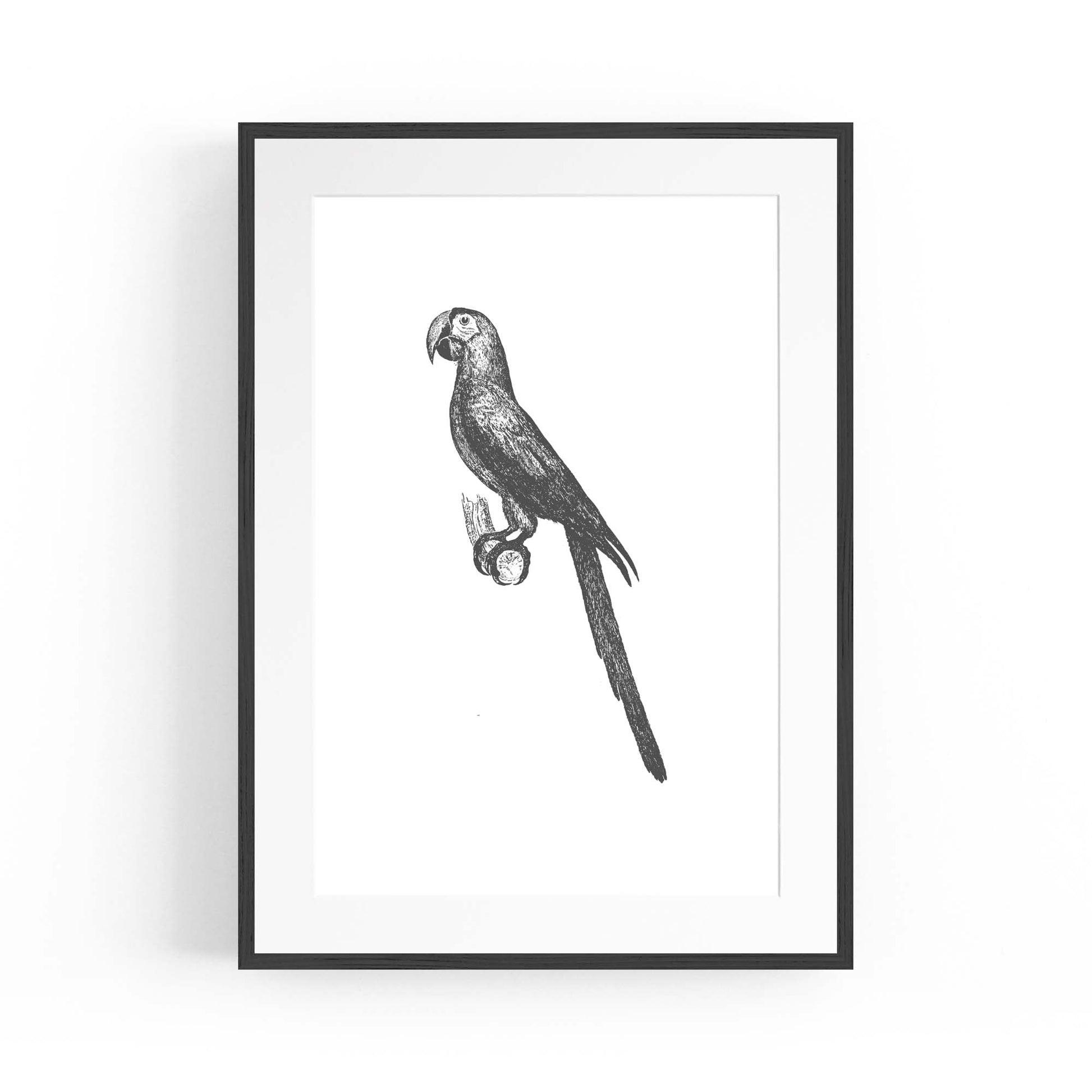 Parrot Drawing Minimal Exotic Bird Wall Art - The Affordable Art Company