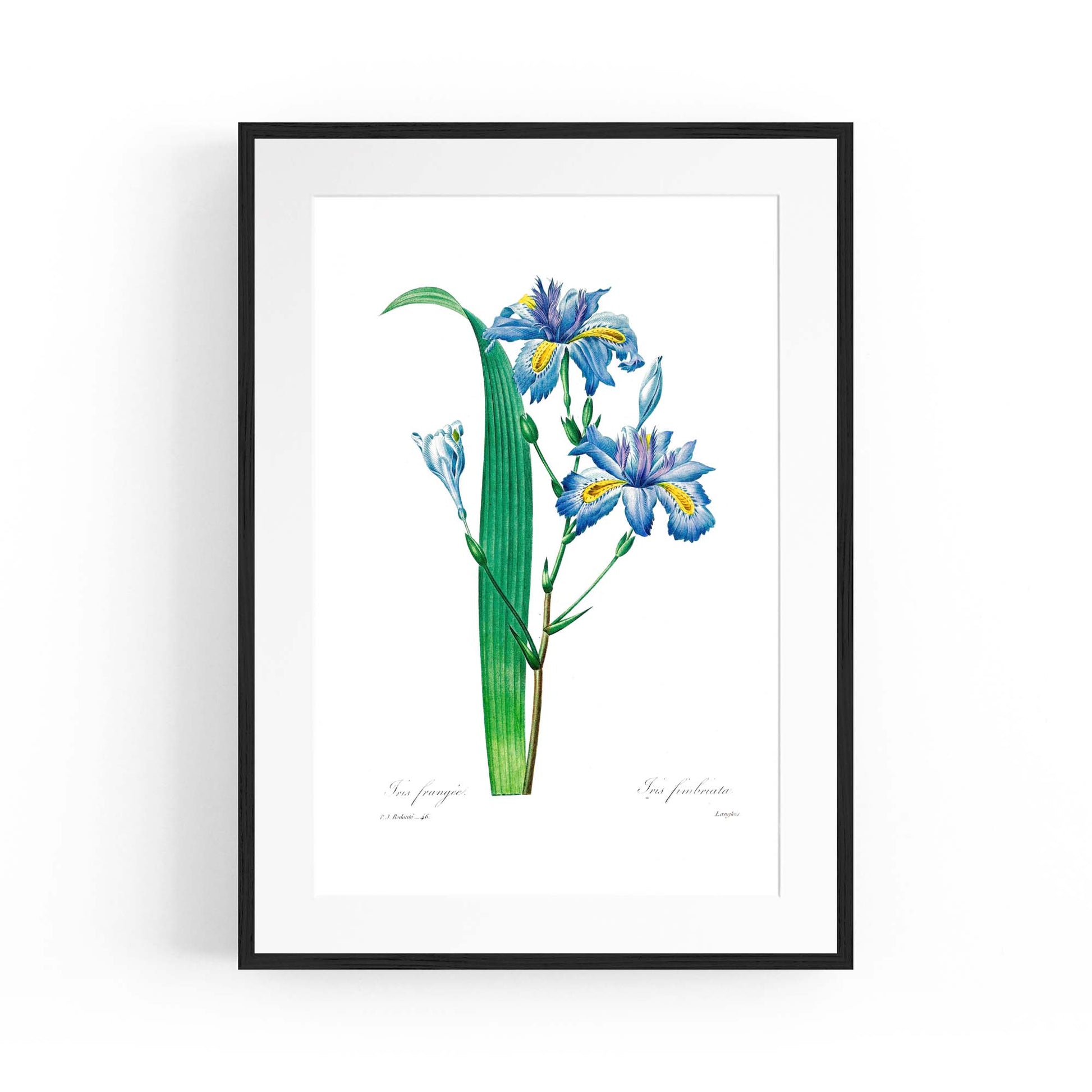 Vintage Blue Flowers Botanical Drawing Wall Art - The Affordable Art Company