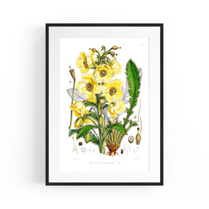 Yellow Flower Vintage Botanical Kitchen Wall Art #5 - The Affordable Art Company