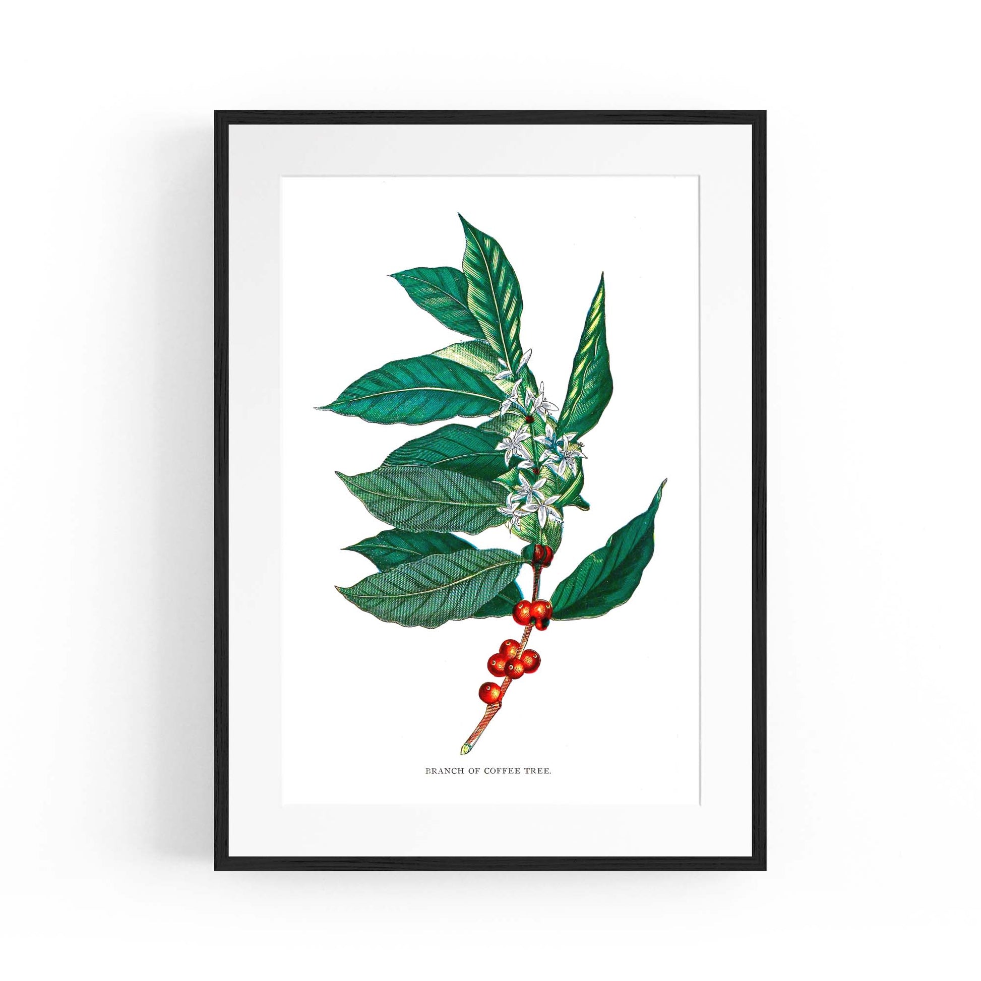 Coffee Branch Botanical Kitchen Cafe Wall Art #2 - The Affordable Art Company