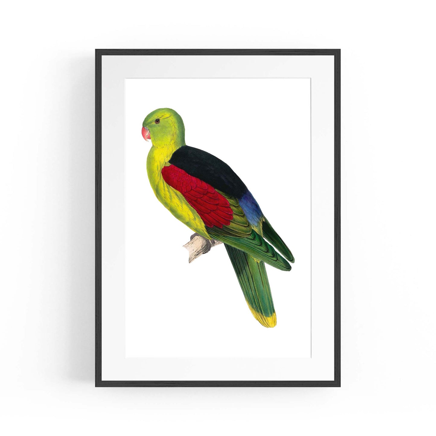 Crimson Winged Male Parakeet Exotic Bird Wall Art - The Affordable Art Company
