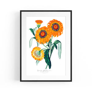 Orange Flowers Vintage Botanical Wall Art - The Affordable Art Company