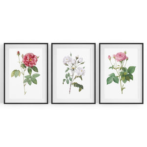 Set of Pink Floral Vintage Botanical Wall Art #4 - The Affordable Art Company