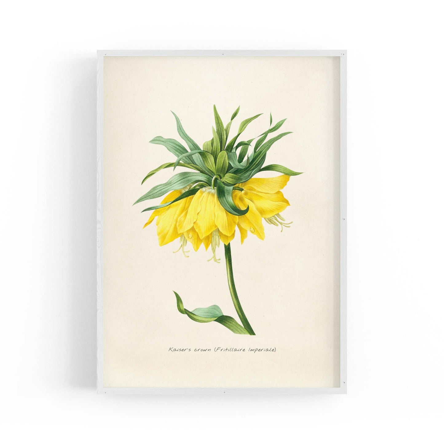 Yellow Flower Vintage Botanical Kitchen Wall Art #1 - The Affordable Art Company