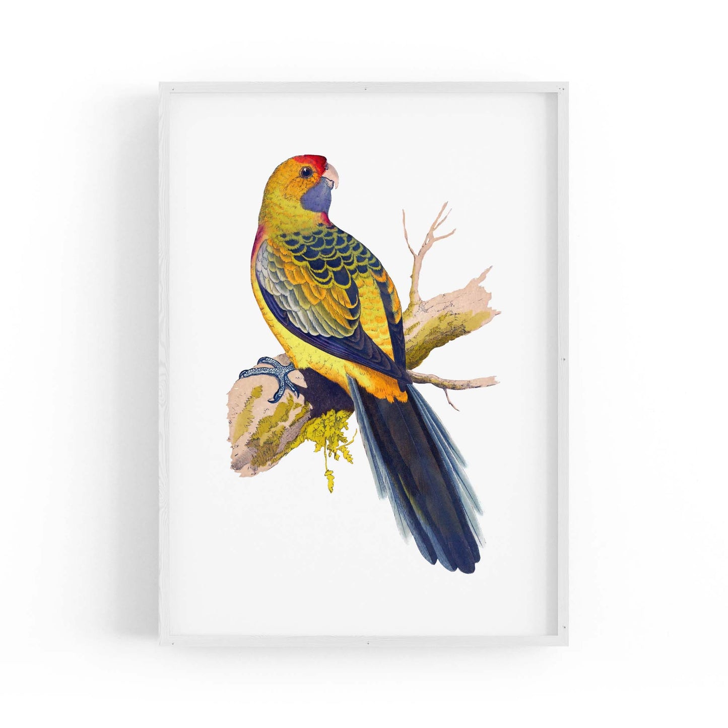 Yellow Rumped Parakeet Exotic Bird Wall Art - The Affordable Art Company