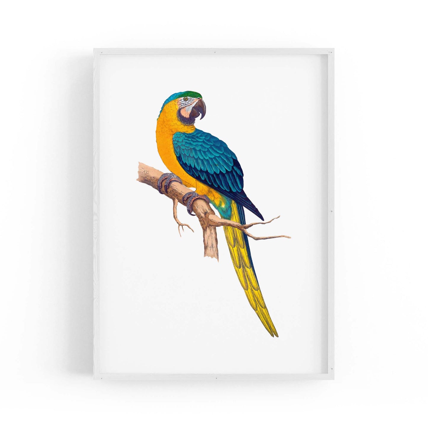 Blue and Yellow Macaw Exotic Bird Drawing Wall Art - The Affordable Art Company