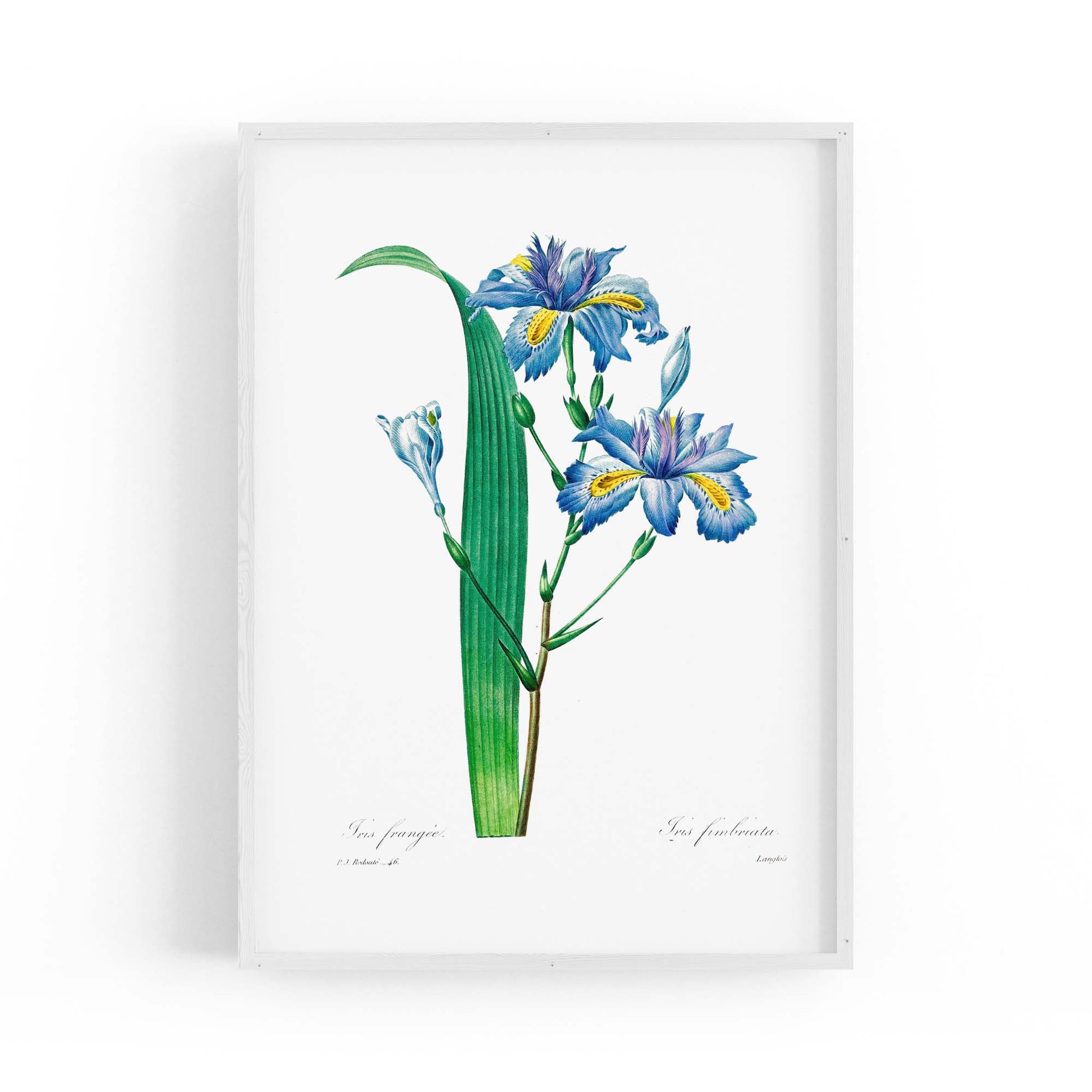 Vintage Blue Flowers Botanical Drawing Wall Art - The Affordable Art Company