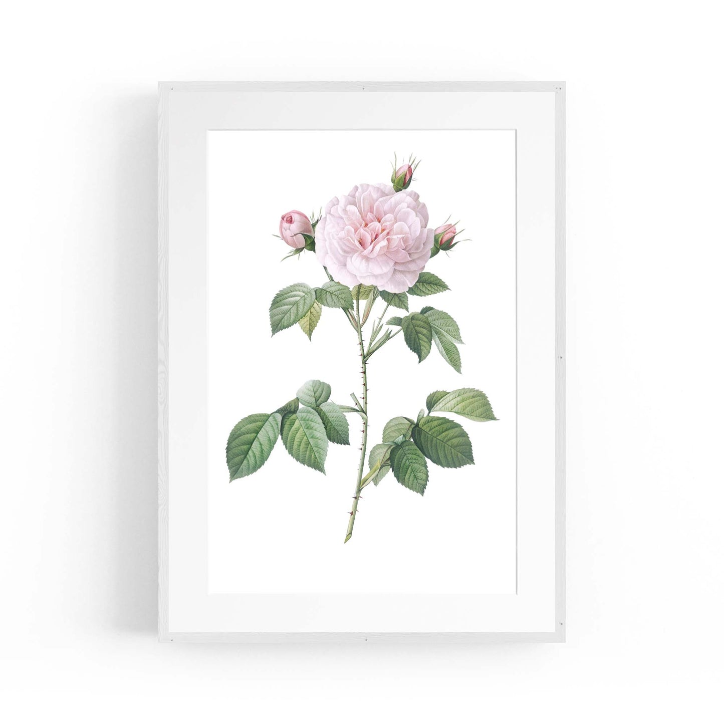 Flower Botanical Painting Kitchen Hallway Wall Art #11 - The Affordable Art Company