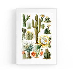 Cactus Botanical Drawing Kitchen Plant Wall Art - The Affordable Art Company