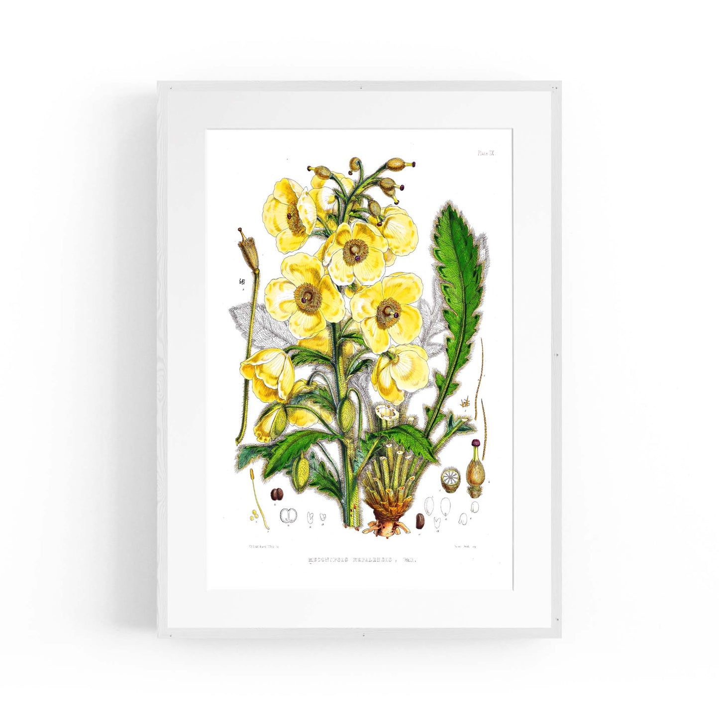 Yellow Flower Vintage Botanical Kitchen Wall Art #5 - The Affordable Art Company