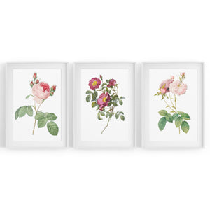 Set of Pink & White Flower Botanical Wall Art - The Affordable Art Company