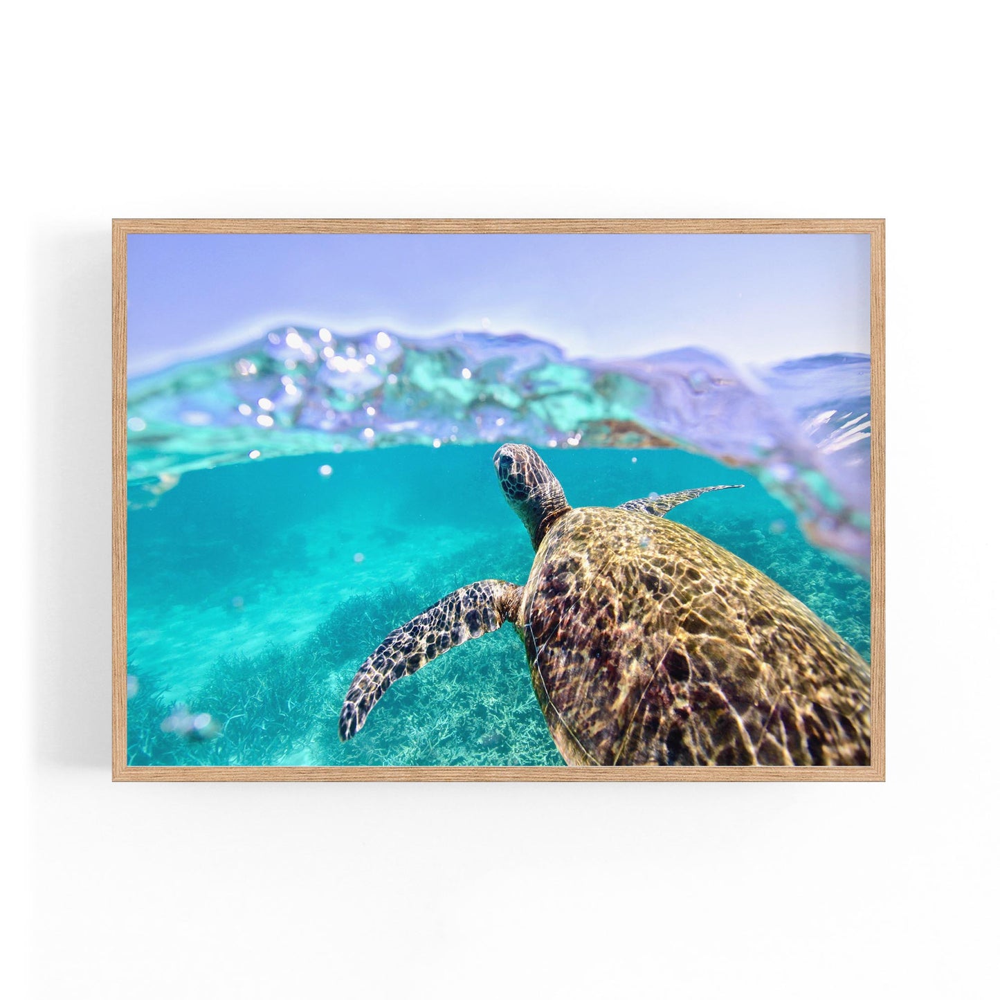 Green Sea Turtle, Ningaloo Reef Photograph Art - The Affordable Art Company