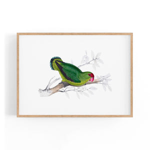 Black-Winged Lovebird Exotic Bird Drawing Wall Art - The Affordable Art Company