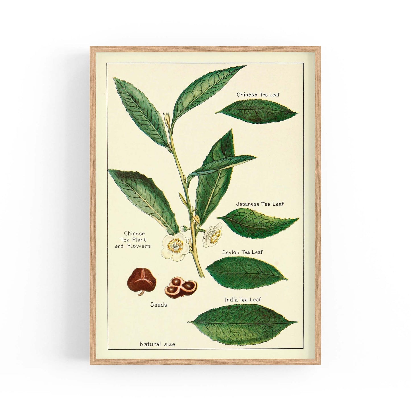 Green Tea Botanical Drawing Kitchen Wall Art - The Affordable Art Company