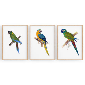 Set of Exotic Bird Drawings Australian Wall Art - The Affordable Art Company