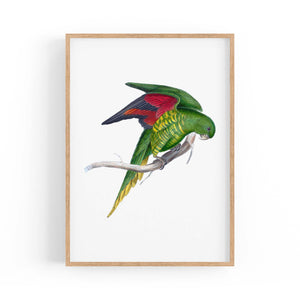 Matons Parakeet Exotic Bird Drawing Wall Art - The Affordable Art Company