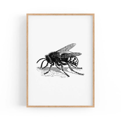 Hornet Drawing Insect Wall Art - The Affordable Art Company