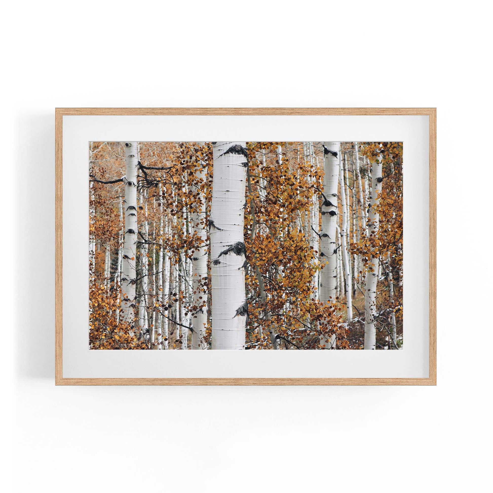 Birch Tree Forest Nature Photograph Wall Art - The Affordable Art Company