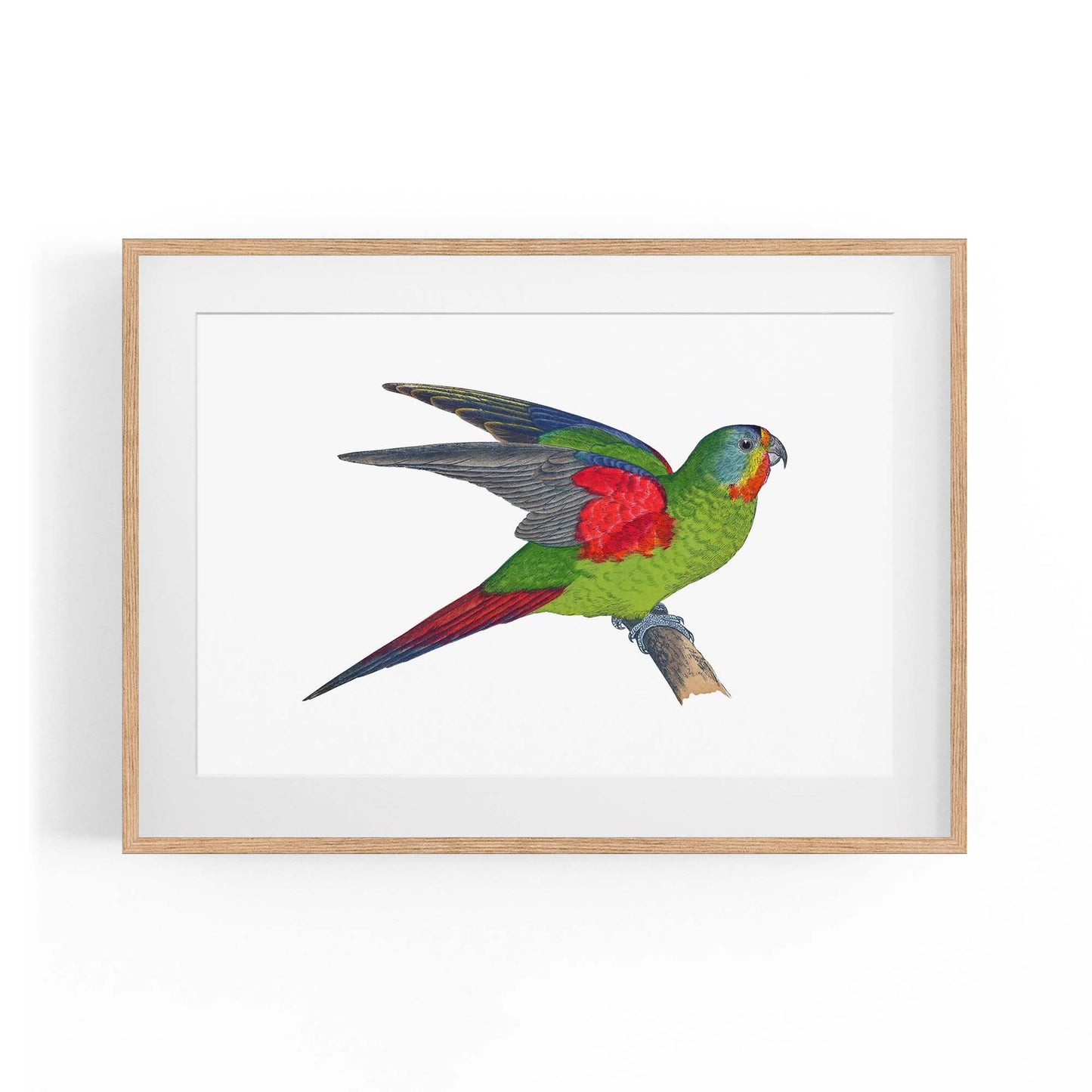 Swift Lorikeet Exotic Bird Drawing Wall Art - The Affordable Art Company