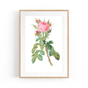 Rose Flower Botanical Drawing Kitchen Wall Art - The Affordable Art Company