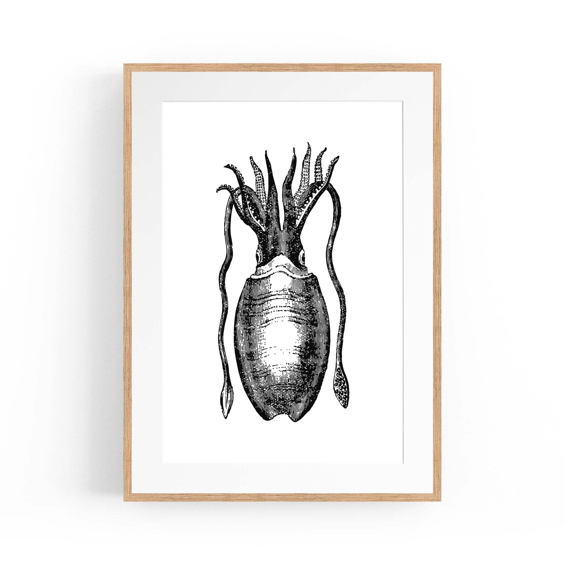 Squid Drawing Black and White Sealife Wall Art - The Affordable Art Company