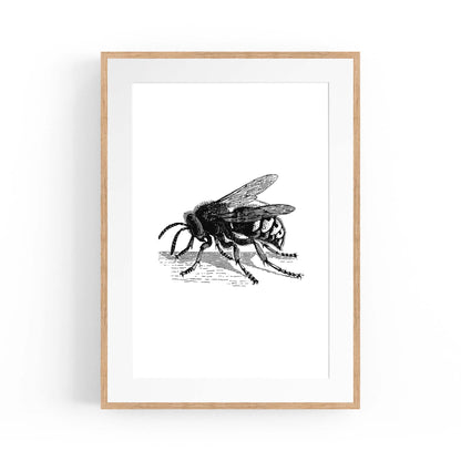 Hornet Drawing Insect Wall Art - The Affordable Art Company