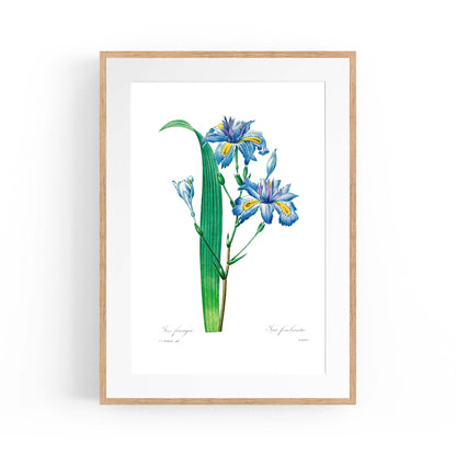 Vintage Blue Flowers Botanical Drawing Wall Art - The Affordable Art Company