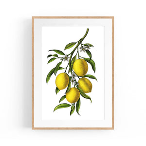 Lemon Branch Vintage Botanical Kitchen Wall Art - The Affordable Art Company
