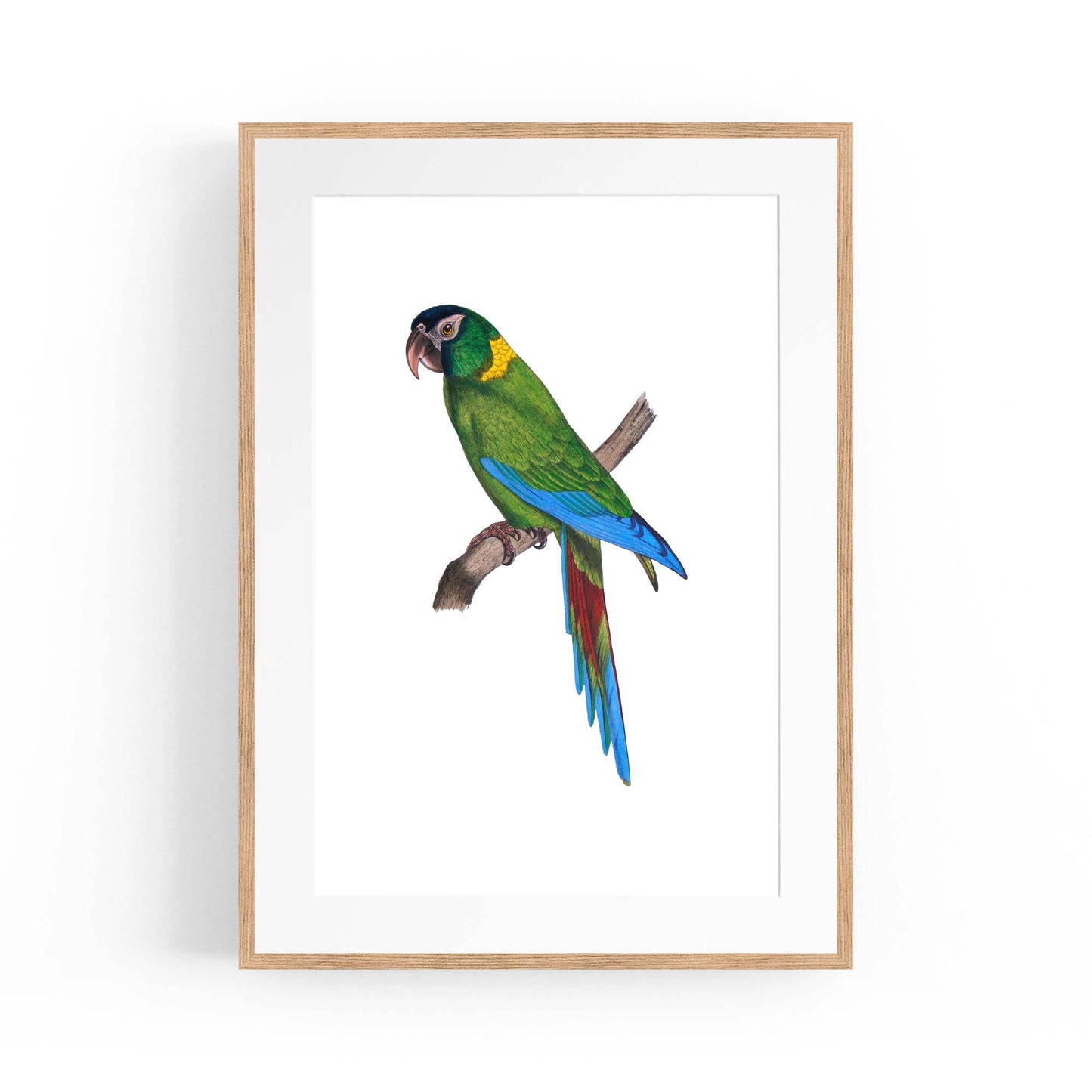 Golden-Collared Macaw Exotic Bird Drawing Wall Art - The Affordable Art Company