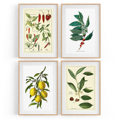 Set of 4 Vintage Botanical Kitchen Food Drawing Wall Art - The Affordable Art Company