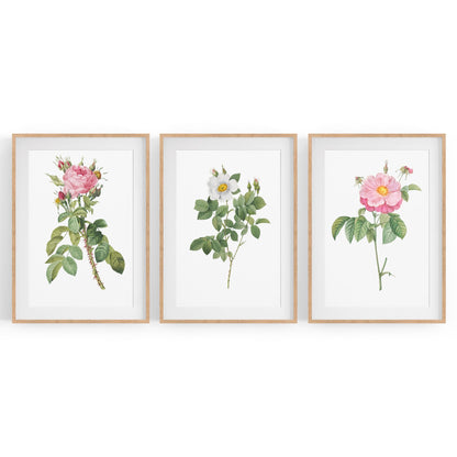 Set of Pink Floral Vintage Botanical Wall Art #2 - The Affordable Art Company