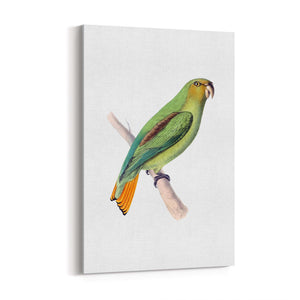 Golden-Tailed Parrot Exotic Bird Drawing Wall Art - The Affordable Art Company