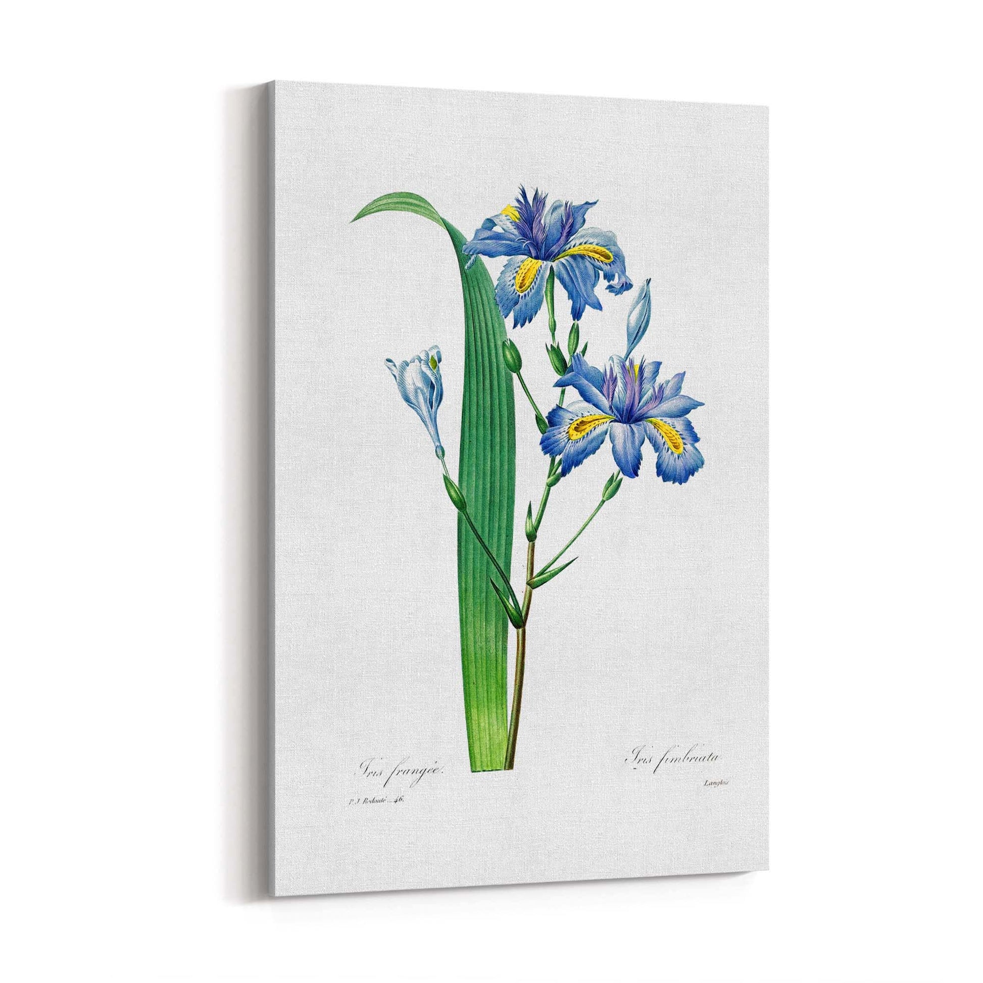 Vintage Blue Flowers Botanical Drawing Wall Art - The Affordable Art Company