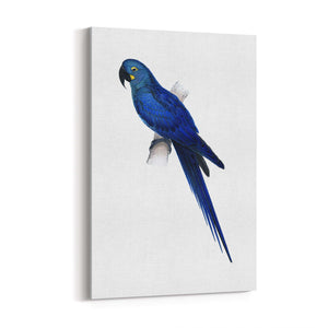 Hyacinth Macaw Blue Exotic Bird Drawing Wall Art - The Affordable Art Company