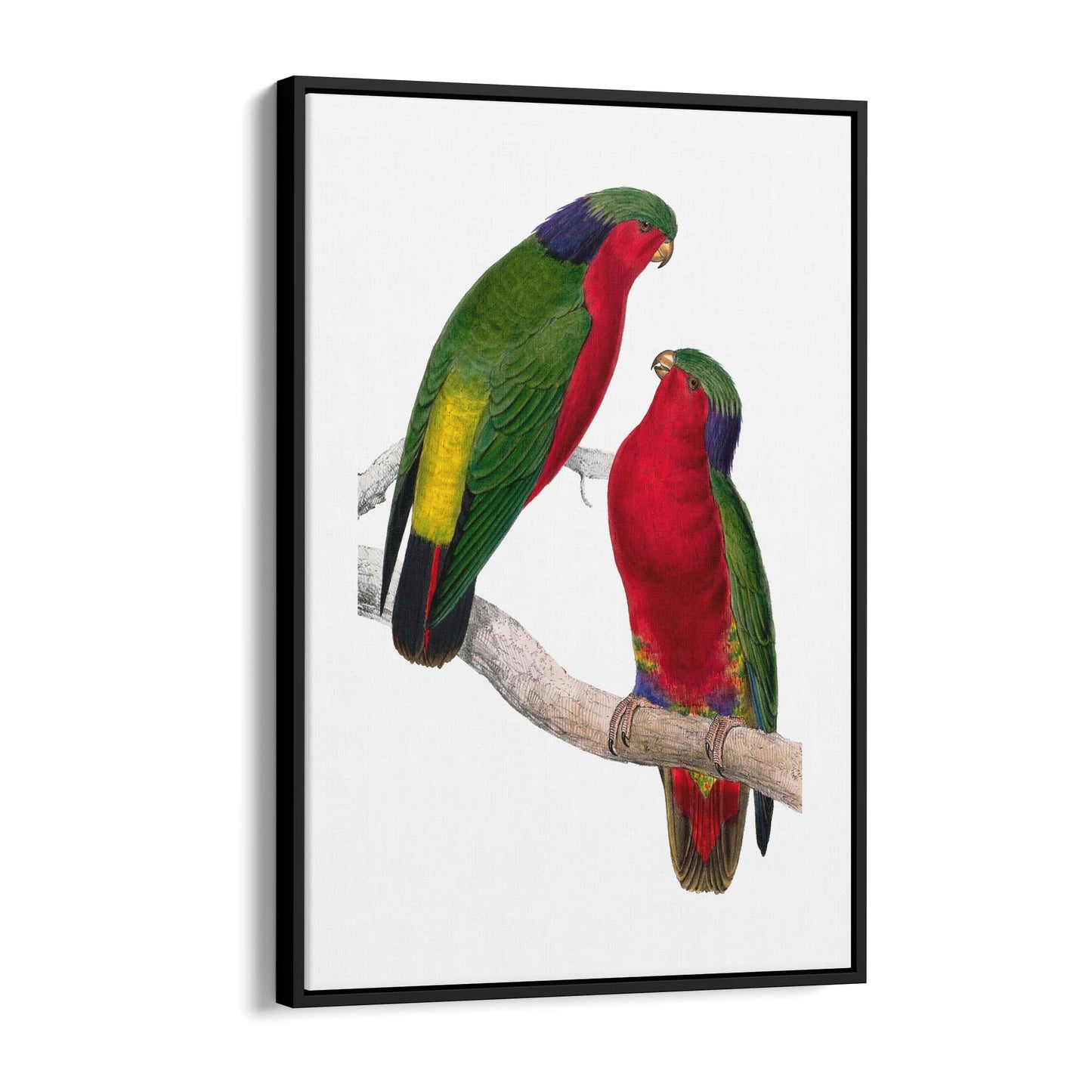 Kuhl's Lorikeet Exotic Bird Drawing Wall Art - The Affordable Art Company