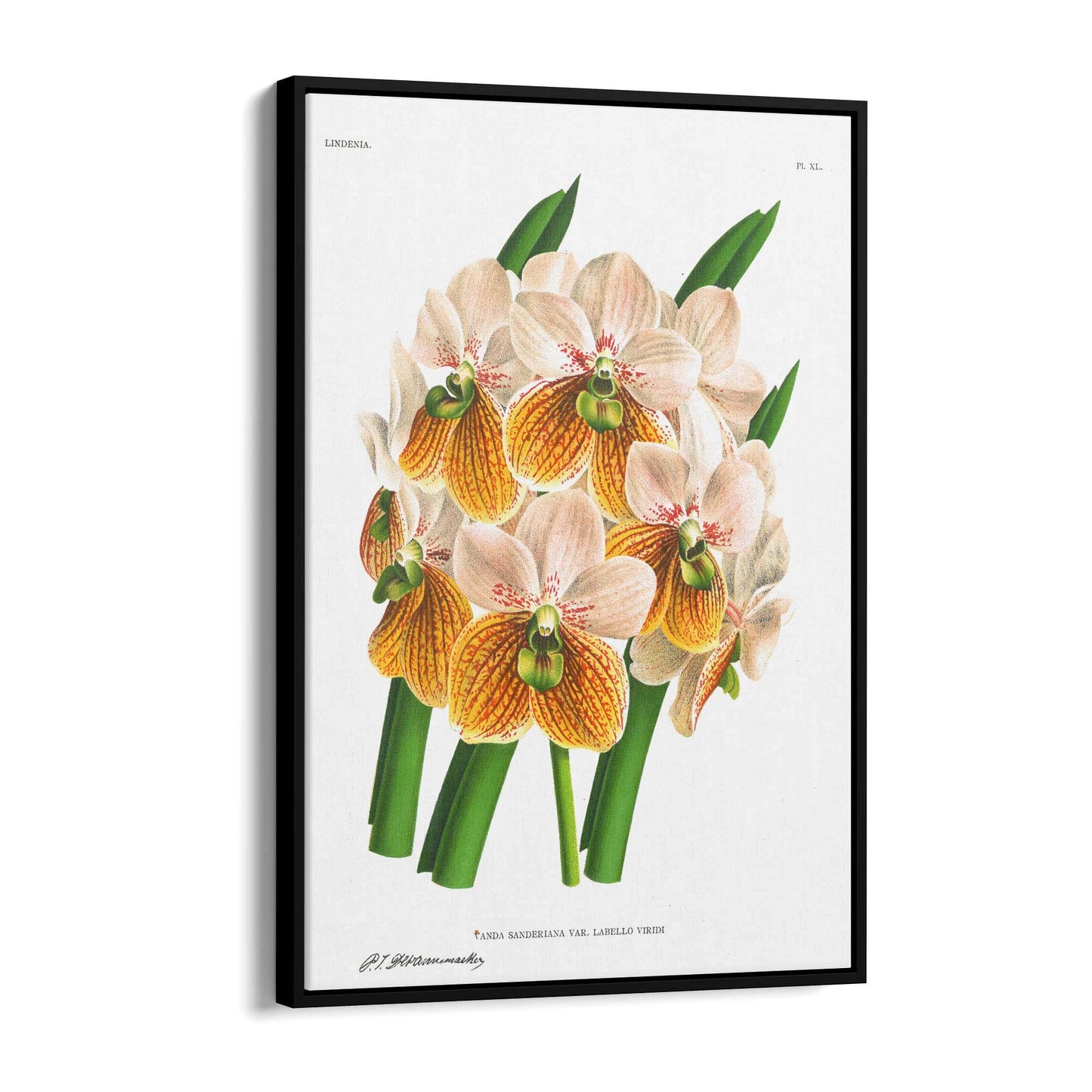 Yellow Flower Vintage Botanical Kitchen Wall Art #2 - The Affordable Art Company
