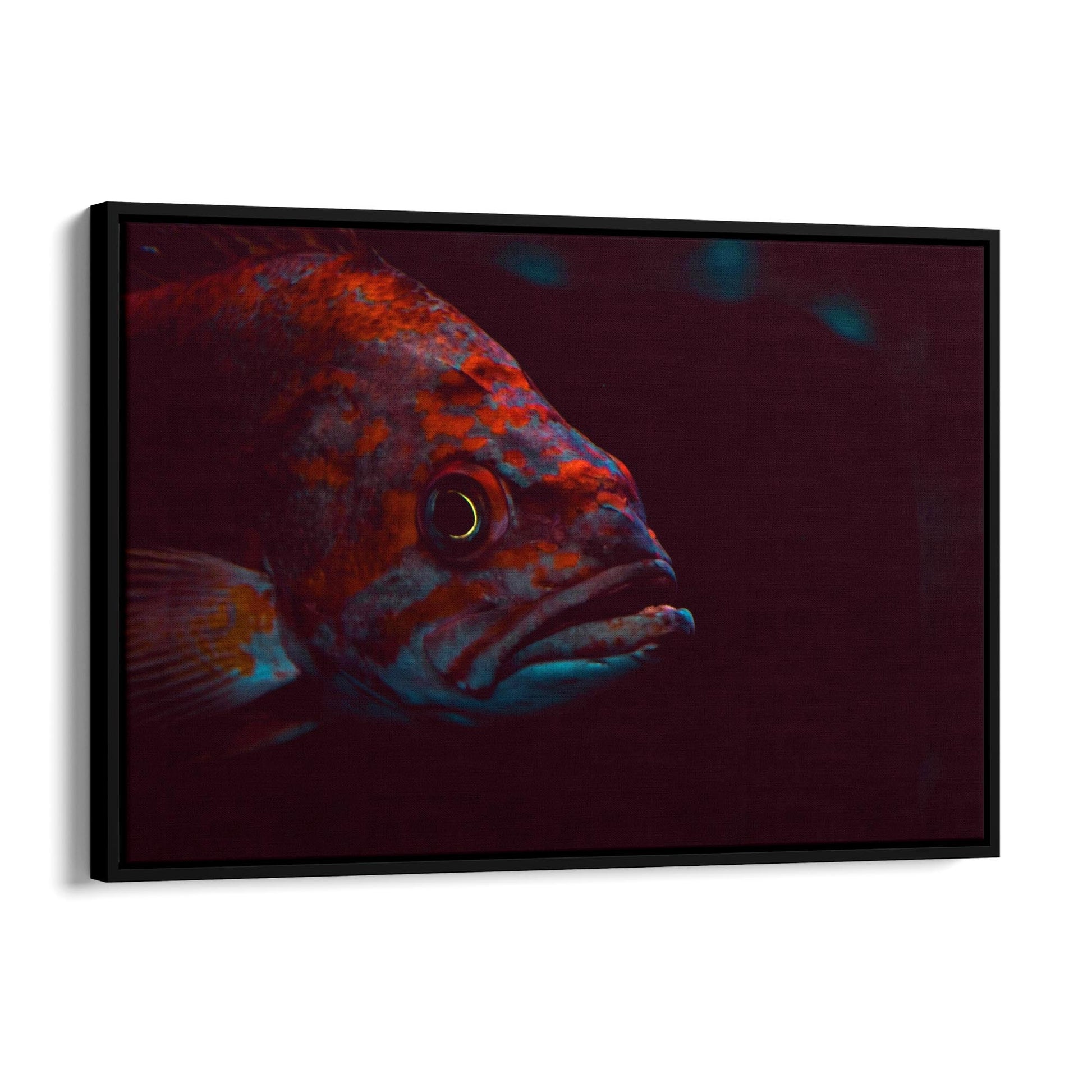 Majestic Fish Minimal Photograph Wall Art - The Affordable Art Company