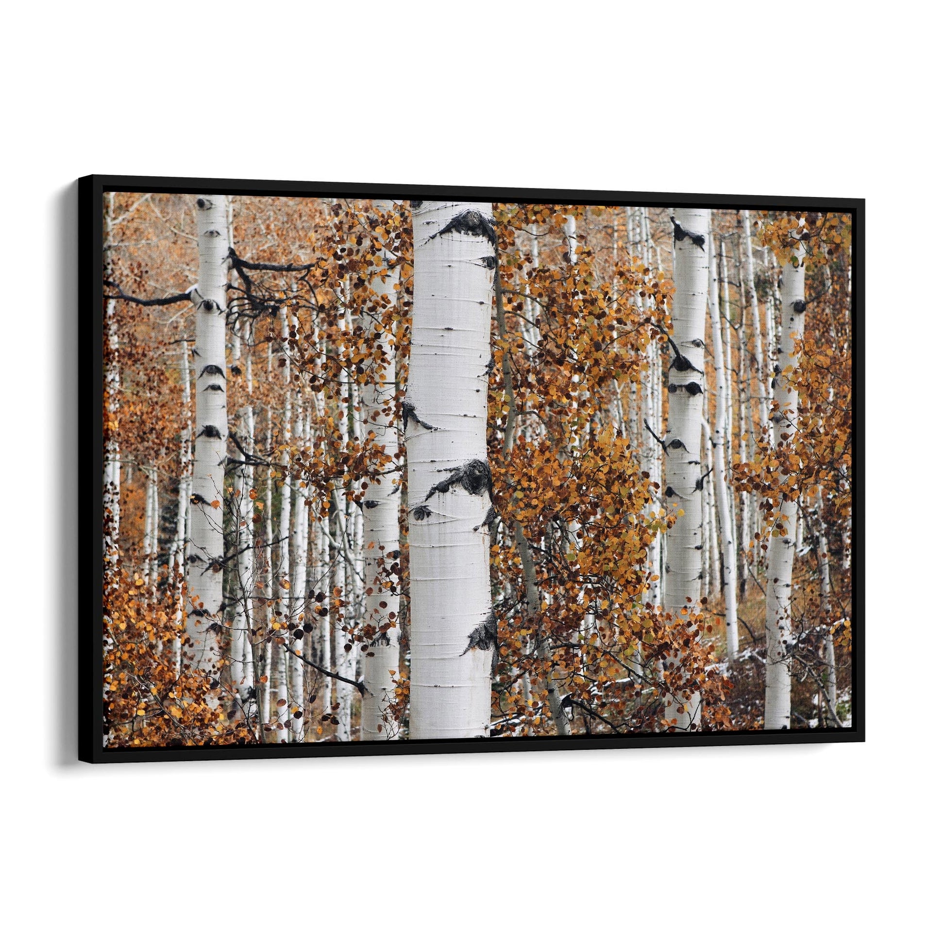 Birch Tree Forest Nature Photograph Wall Art - The Affordable Art Company